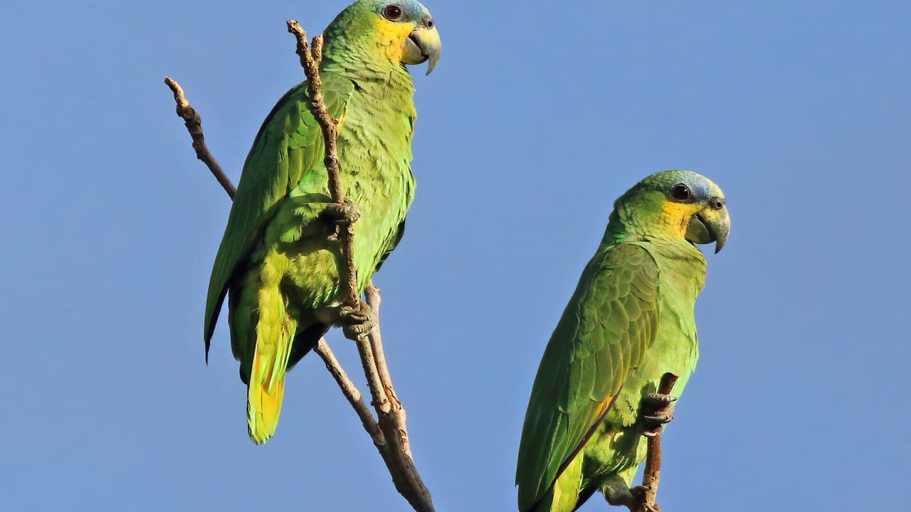 Zwei grüne Amazonen nebeneinander auf einem Ast