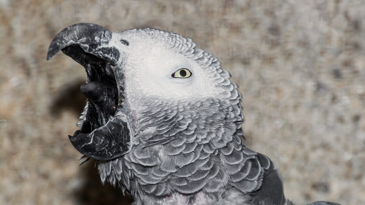 Graupapagei im Profil mit hellem Augenring und kräftigem schwarzem Schnabel