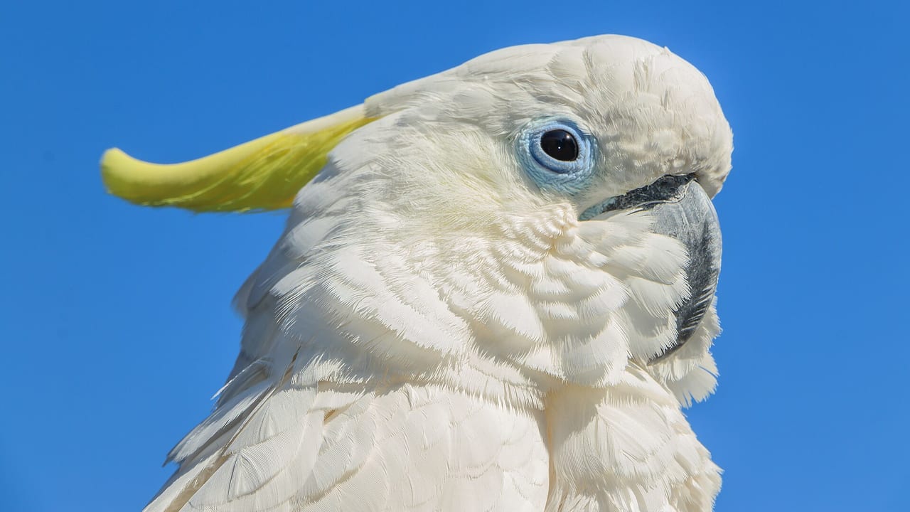 Gelbhaubenkakadu mit heller Haube