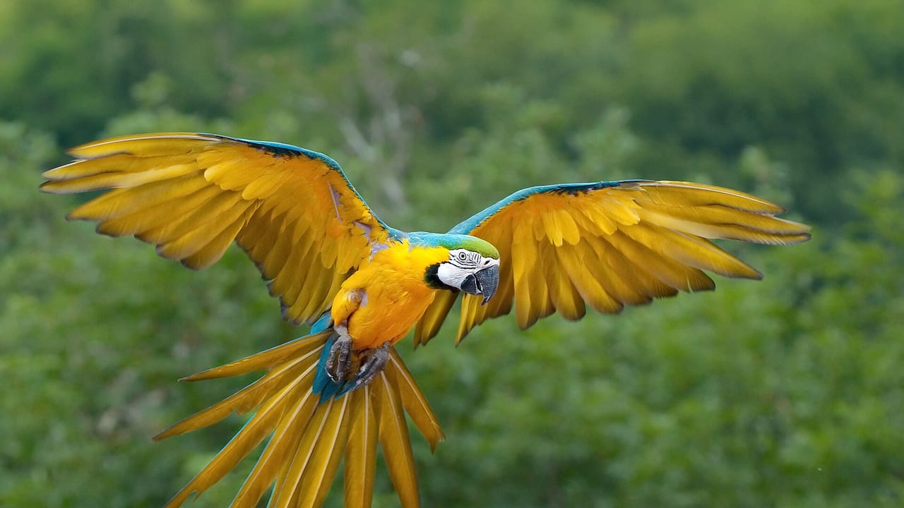 Gelbbrustaras im Flug