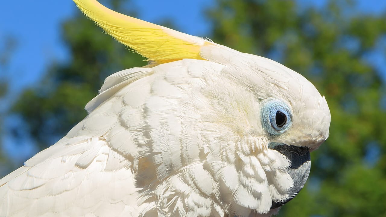 Gelbhaubenkakadu mit heller Haube