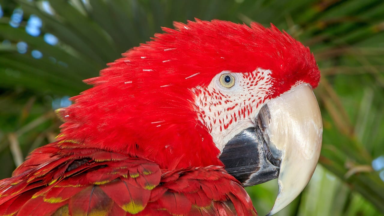 Hellroter Ara mit rot-blau-gelbem Gefieder