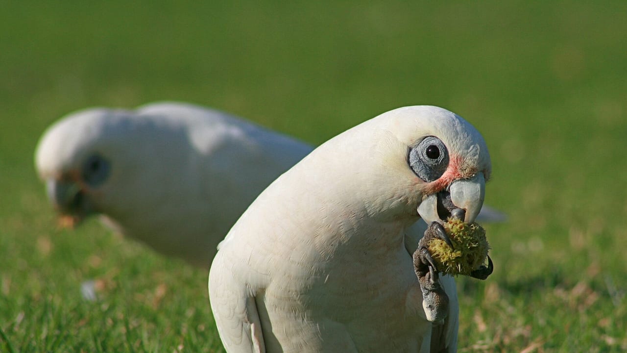 Nacktaugenkakadu mit einer Samenkapsel im Schnabel