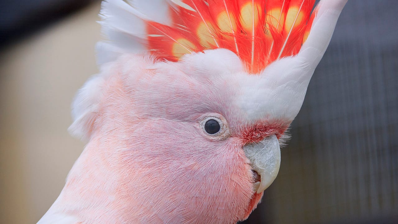 Inkakakadu mit rosa-weisser Haube