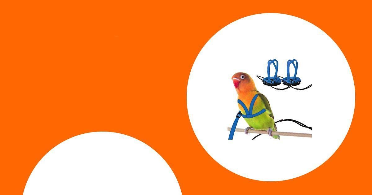 Flugleinen und Vogelgeschirr für Papageien: Nutzen, Risiken und sicheres Training