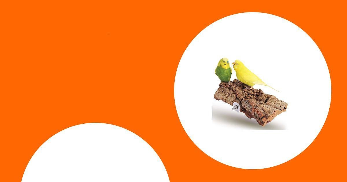 Die besten Sitzstangen für Papageien: Naturholz und unterschiedliche Durchmesser schützen die Füße