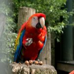 red and blue parrot on brown tree