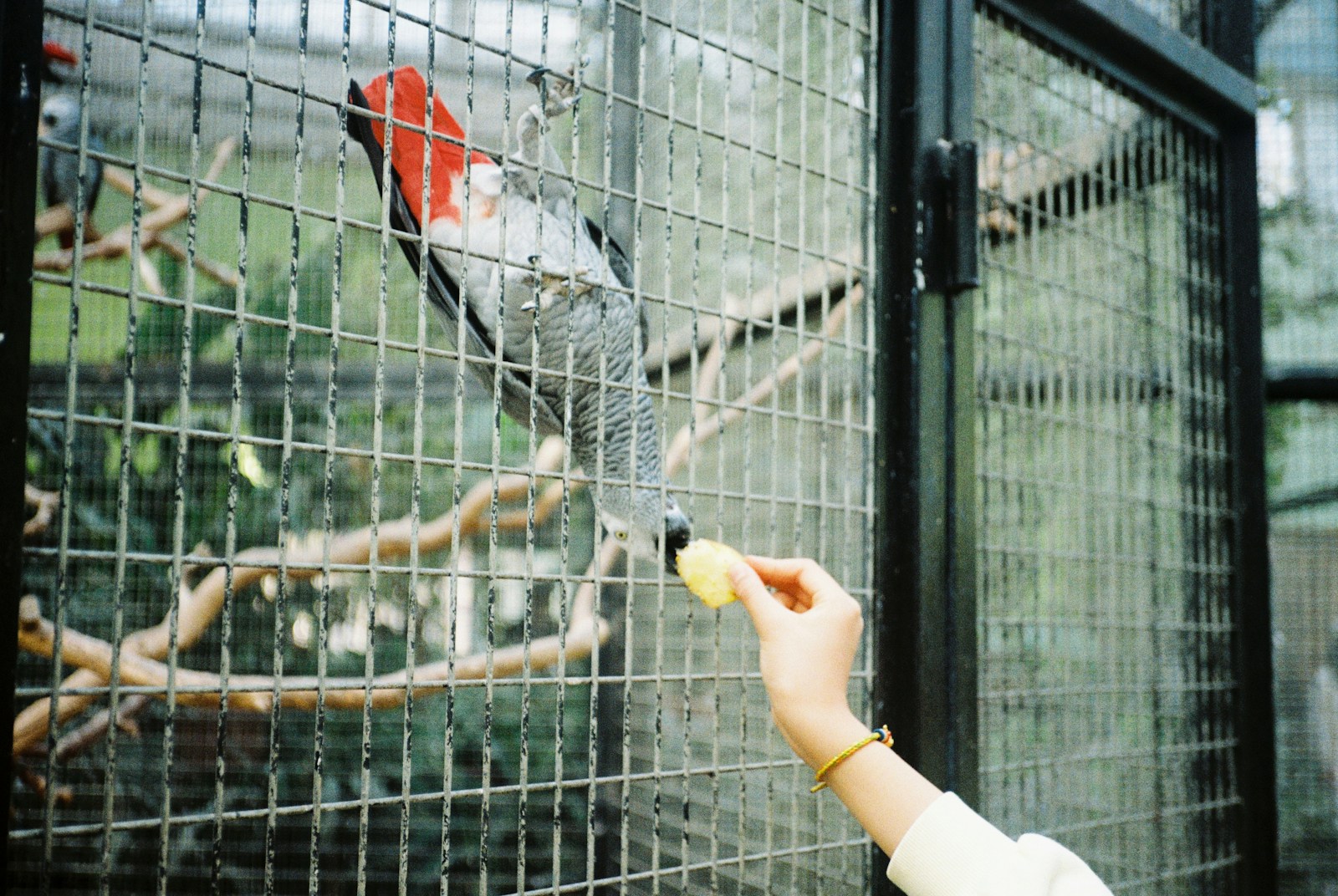 Papageien und Kinder: Erste Schritte