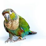 a colorful parrot sitting on top of a metal object