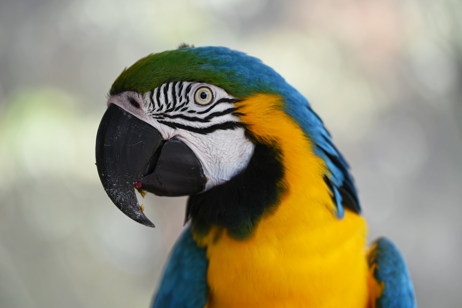 Photo by David Clode shallow focus photography of blue-and-yellow macaw