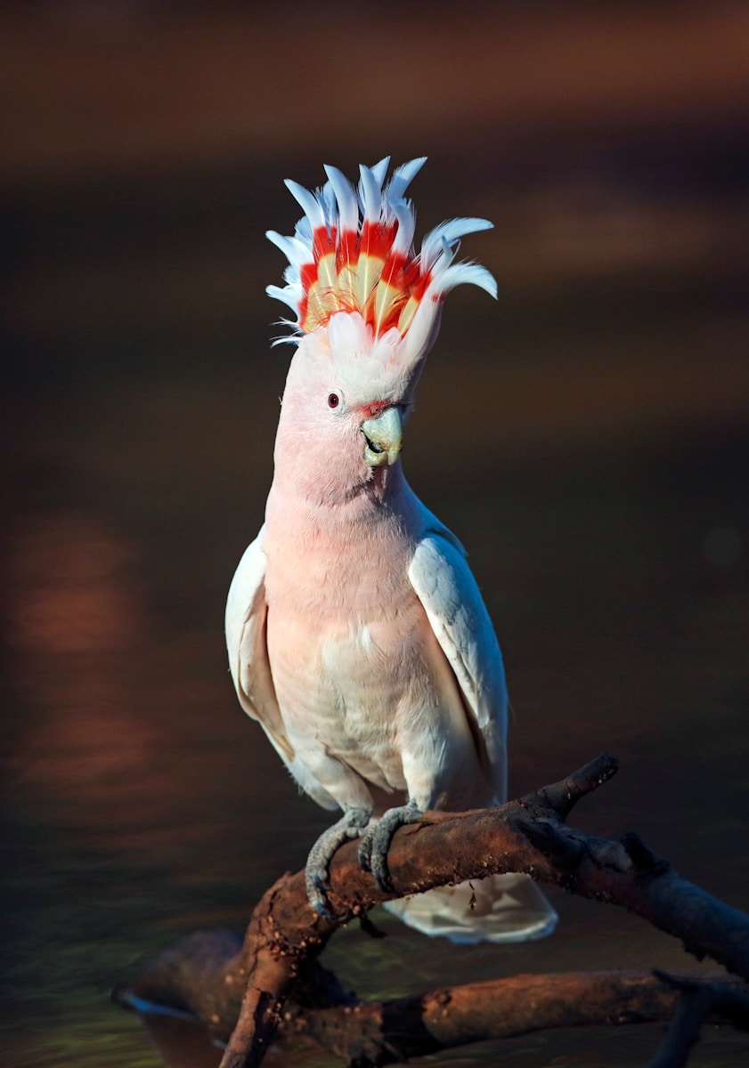 Photo by Chris Charles white and red bird on brown tree branch