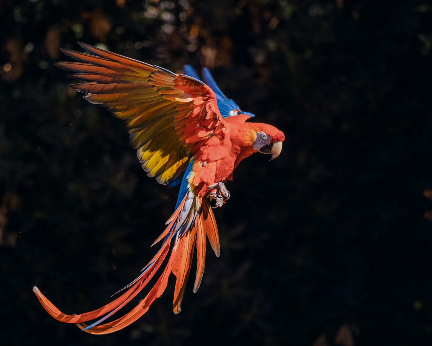 Photo by C Perret a bird flying in the air