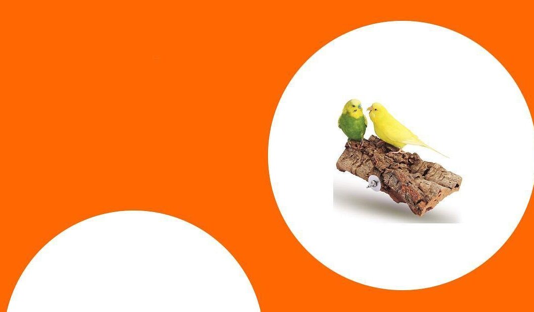 Die besten Sitzstangen für gesunde Papageienfüße