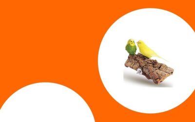 Die besten Sitzstangen für gesunde Papageienfüße