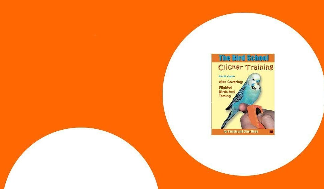 Die besten Trainingshilfen für Papageien – Clicker, Stangen & Zubehör