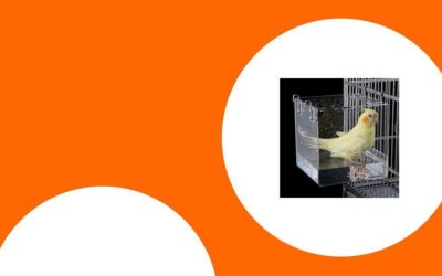 Die besten Badehäuser und Duschmöglichkeiten für Papageien