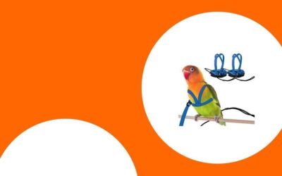 Die besten Geschirre und Flugleinen für sicheres Freifliegen von Papageien