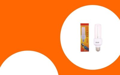 Die beste Beleuchtung für Papageien – Tageslicht- und UV-Lampen im Vergleich