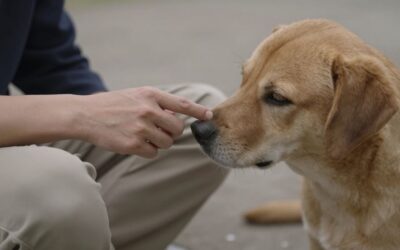 Vertrauen aufbauen statt Beißen: 10 Übungen für entspannte Nähe